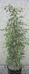  Ficus 'Benjamina'