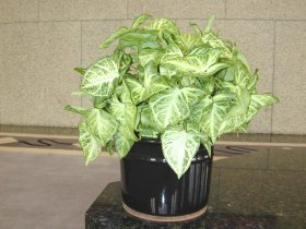 Syngonium 'Podophyllum'