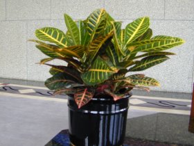 Croton 