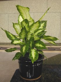  Dieffenbachia 'Amoena ' 