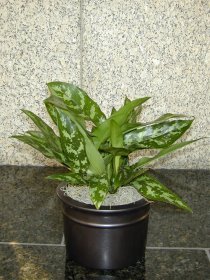 Aglaonema 'Emeral Beauty' 