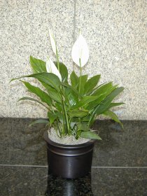  Spathiphyllum