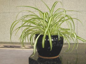  Spider Plant
