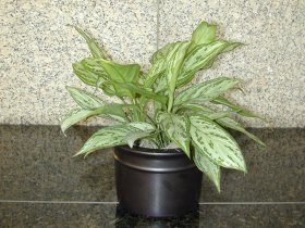 Aglonema 'Silver Queen' 