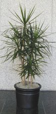 Dracaena 'Marginata'