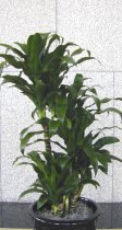 Dracaena 'Michiko ' 