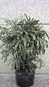  Rhapis 'Excelsa' 