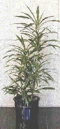 Dracaena 'Warneckei'